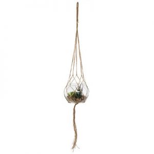 Terrario con 3 piantine grasse