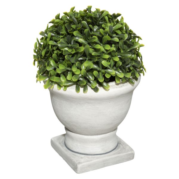 Palla di bosso in vaso di cemento bianco