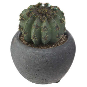 Mini Cactus Discocactus in vasetto in cemento