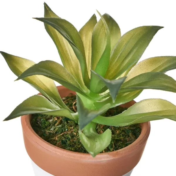 Piantina grassa in vaso di coccio 14cm - immagine 2