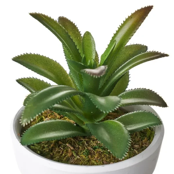 Piantina grassa in vaso di coccio 14cm - immagine 4