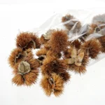 Ricci e cardi di castagna 5pz