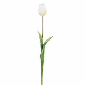Tulipano bianco sfumato natural touch