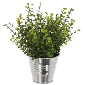 Piantina origano con vaso in zinco