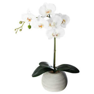 Orchidea touch in vaso di cemento
