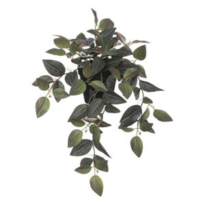 Piantina di Tradescantia