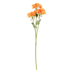 Ramo di pelargonio arancio