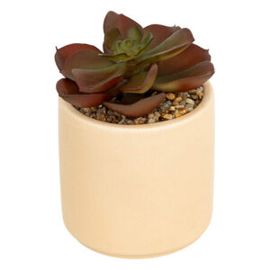 Pianta grassa in vaso rosa