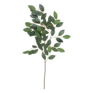 Ramo di foglie di camelia