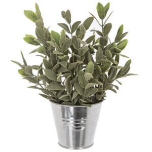 Piantina salvia con vaso in zinco