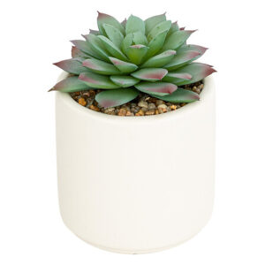 Pianta grassa in vaso bianco