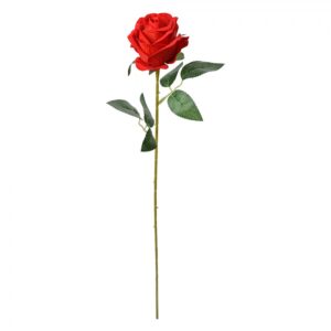 Rosa rosso