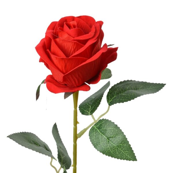 Rosa rosso - immagine 2