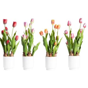 Vaso con bulbi e tulipani